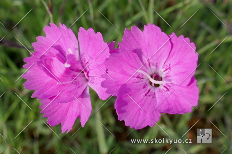 Dianthus gratianopolitanus ´Eydangeri´