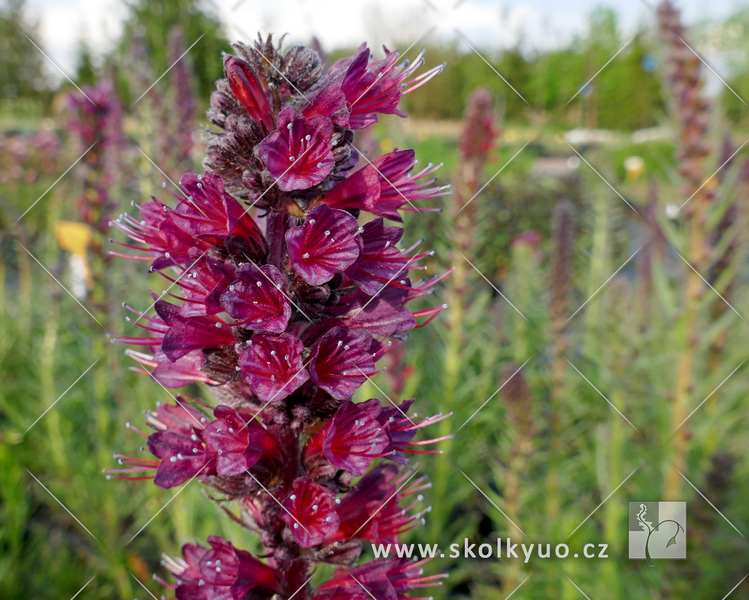 Echium russicum