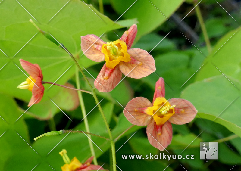 Epimedium x warleyense ´Orangekönigin ´