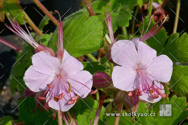 Geranium macrorrhizum ´Walter Ingwersen´