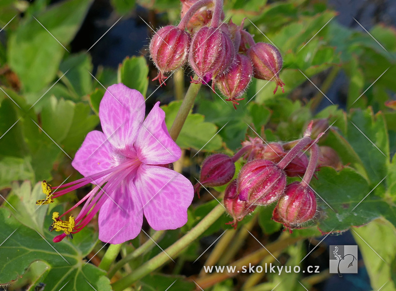 Geranium macrorrhizum