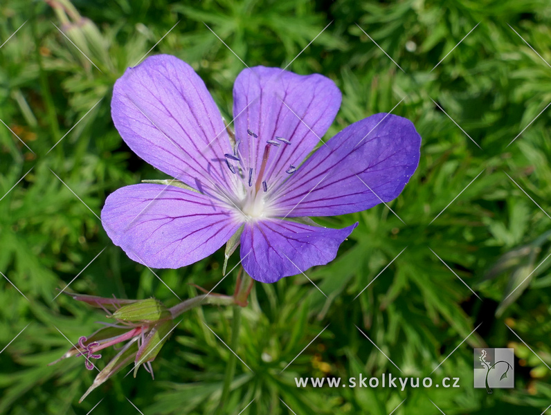 Geranium ´Nimbus´