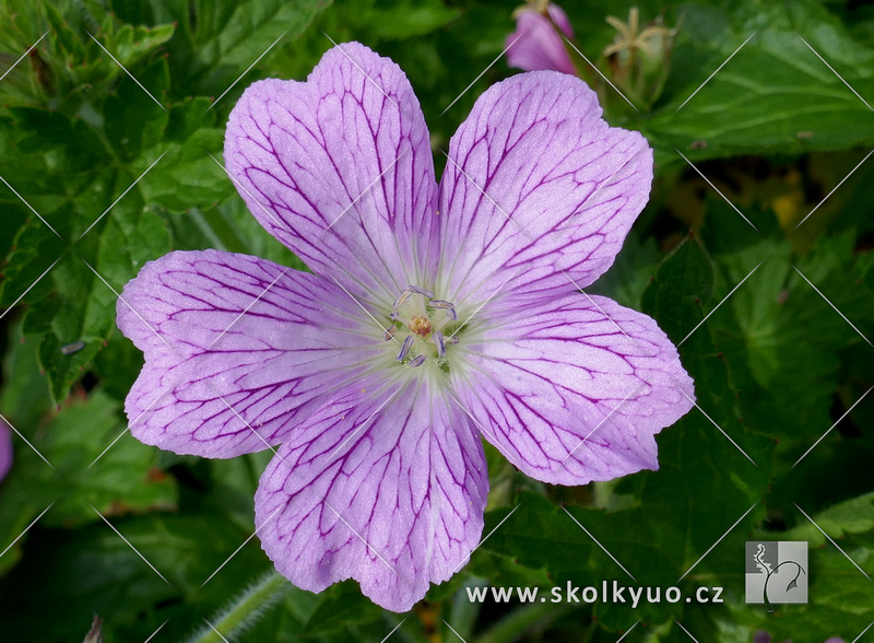 Geranium oxonianum ´Claridge Druce´