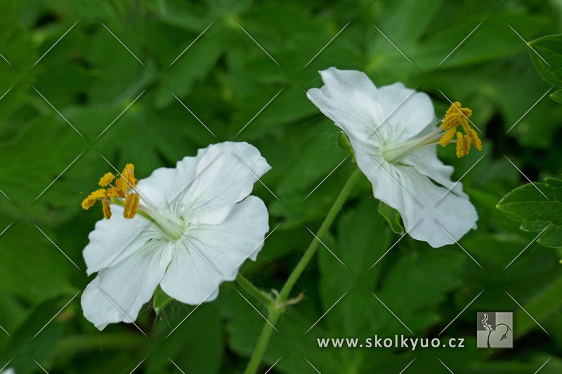Geranium phaeum ´Album´