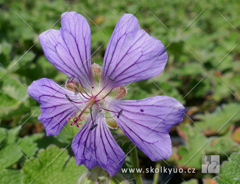 Geranium renardii ´Phillippe Vapelle´