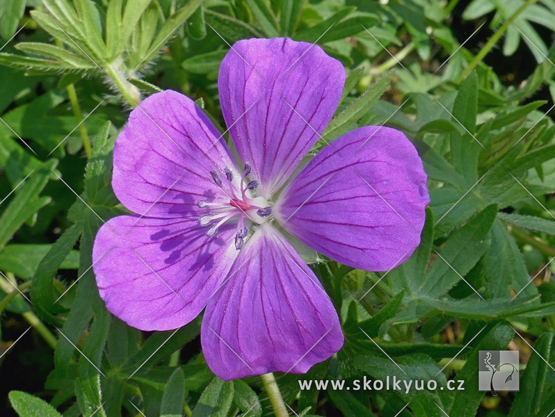 Geranium sanguineum ´Elsbeth´