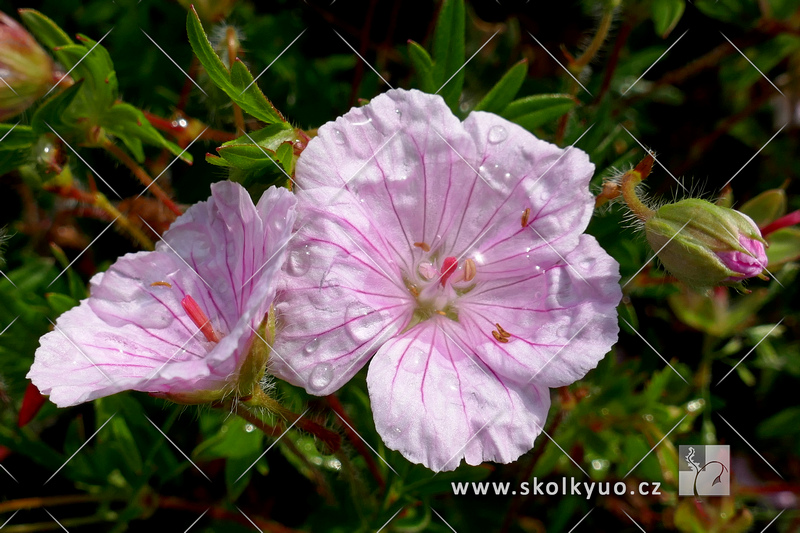 Geranium sanguineum ´Striatum´