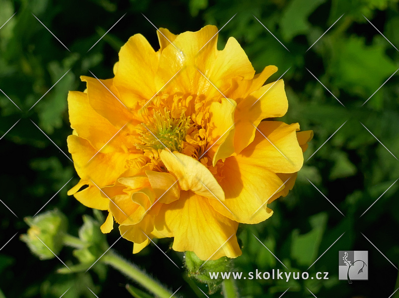 Geum chiloense ´Goldball´