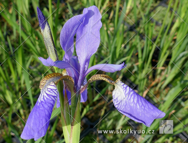 Iris sibirica ´Blue King´