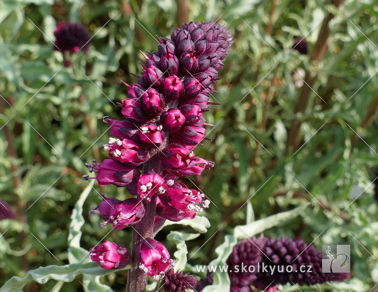 Lysimachia atropurpurea