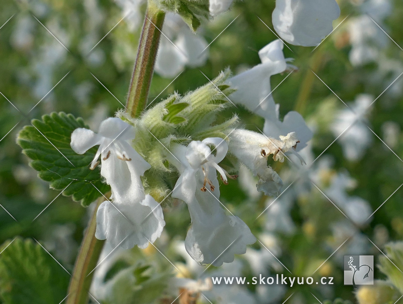 Nepeta racemosa ´Alba´