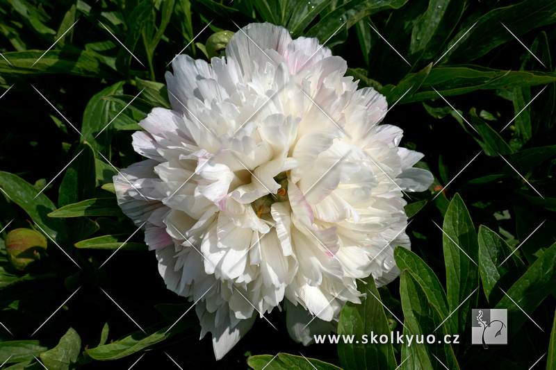 Paeonia officinalis ´Alba Plena´