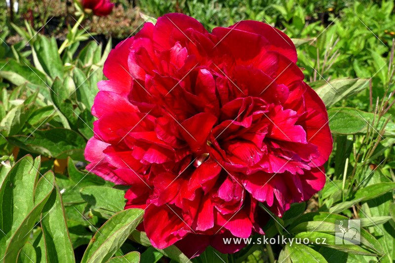 Paeonia officinalis ´Rubra Plena´