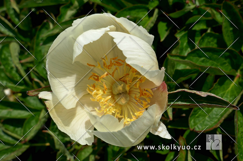 Paeonia ´Starlight´