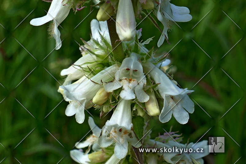 Penstemon confertus