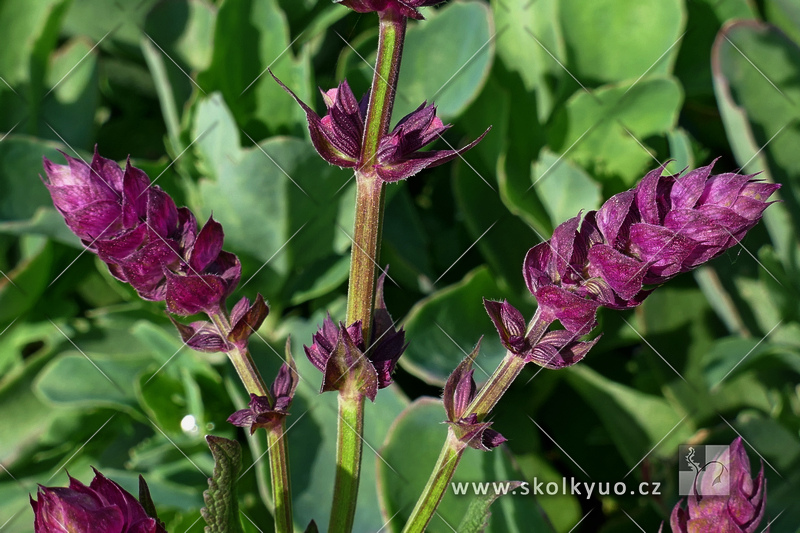 Salvia nemorosa ´Rose Queen´