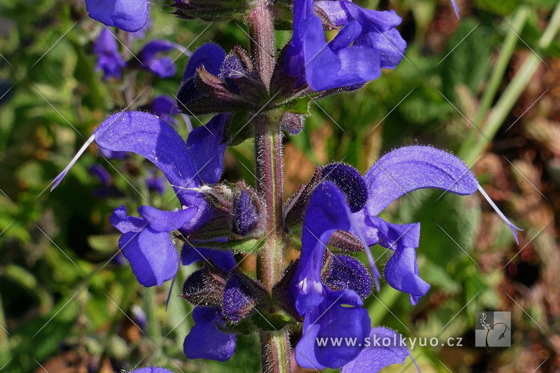 Salvia pratensis