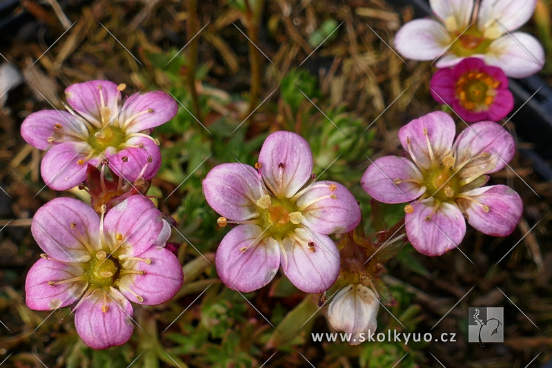 Saxifraga x arendsii ´Jewel´