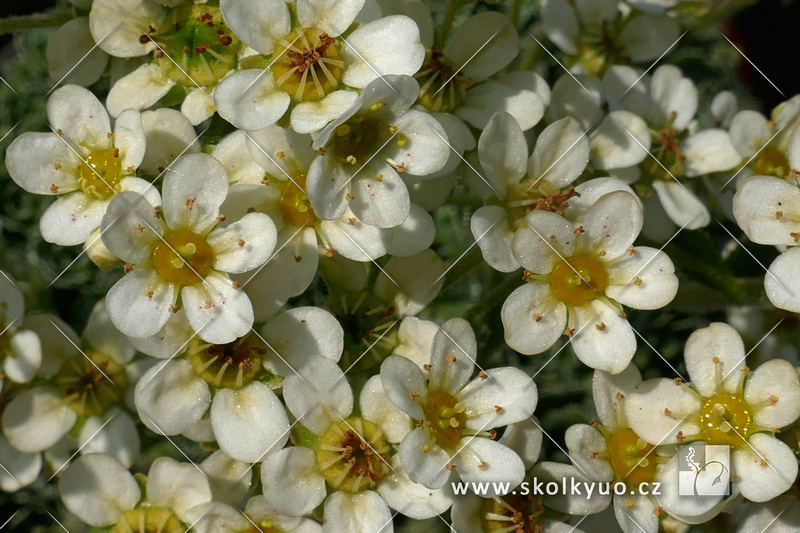 Saxifraga paniculata