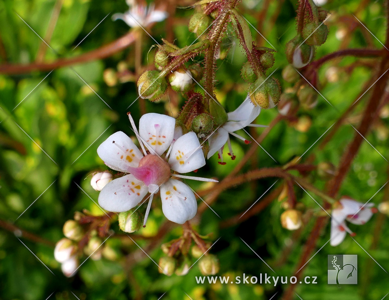 Saxifraga urbium ´Variegata´