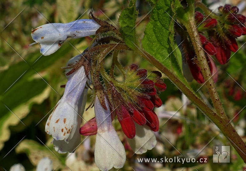 Symphytum grandiflorum ´Goldsmith´