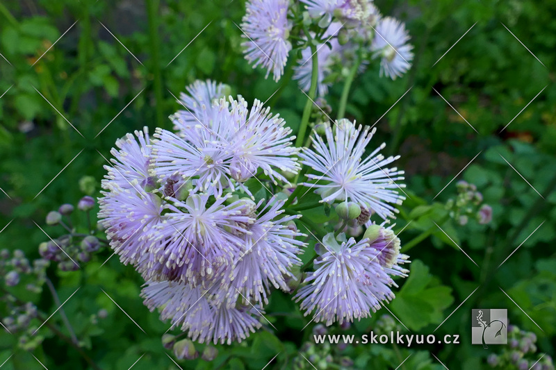 Thalictrum aquilegifolium