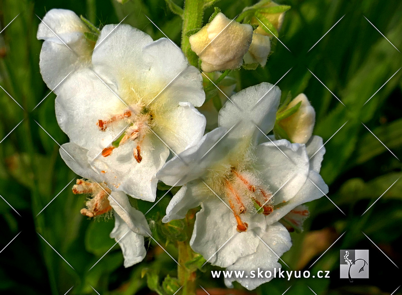 Verbascum phoeniceum ´Flush of White´