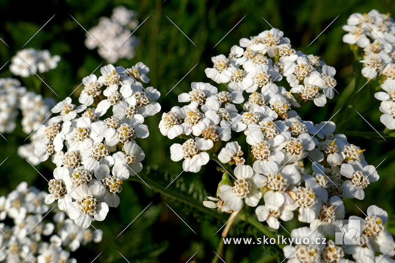 Achillea millefolium ´Proa´