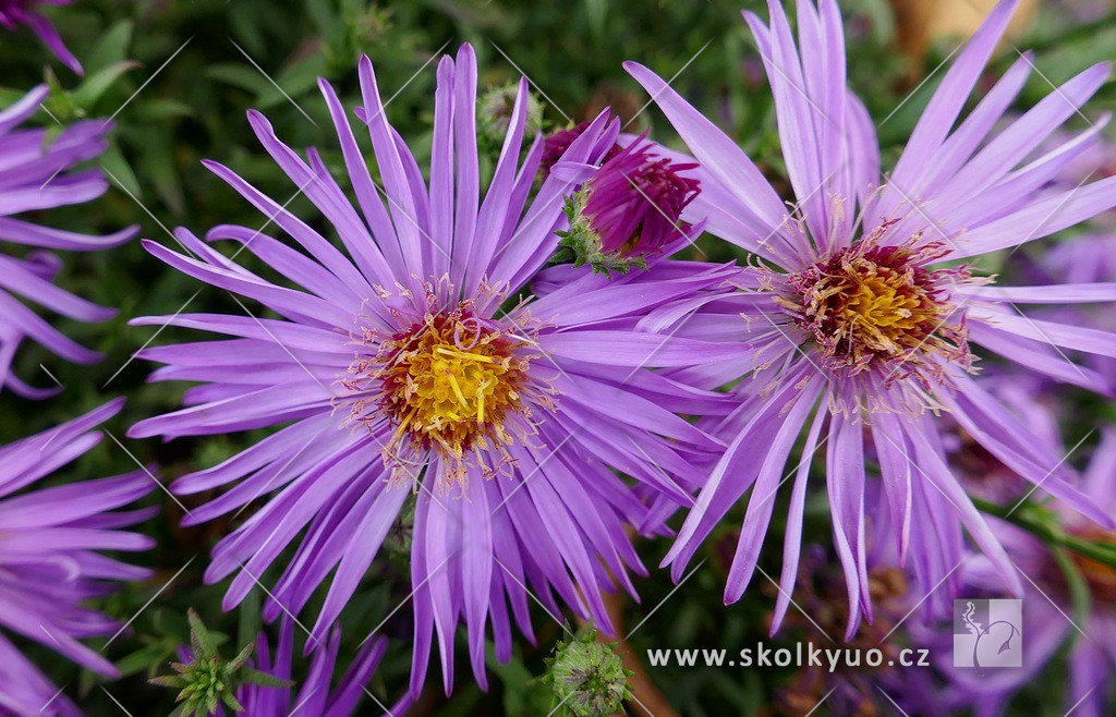 Aster dumosus ´Jizera´
