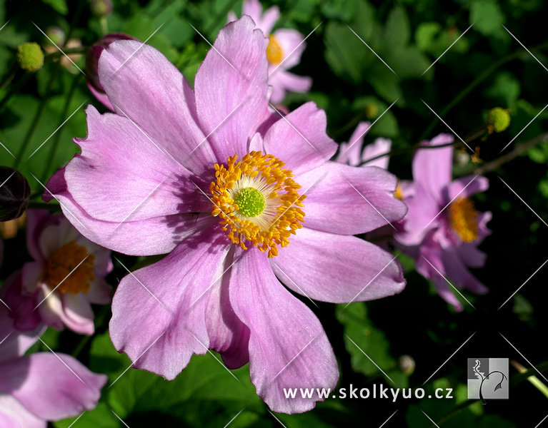 Anemone ´Serenade´