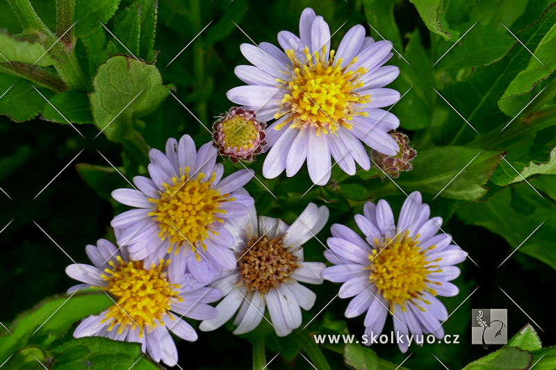 Aster ageratoides ´Stardust´
