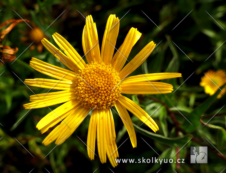 Buphthalmum salicifolium ´Alpengold´