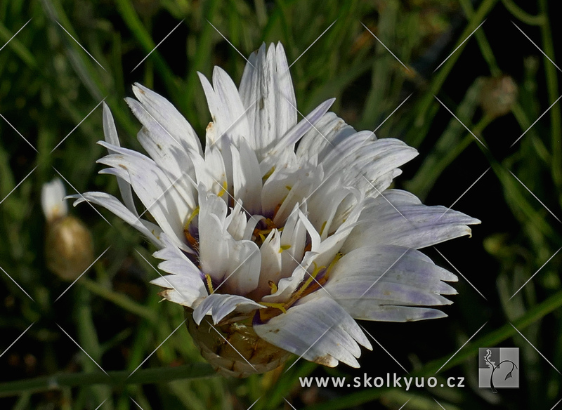 Catananche caerulea ´Alba´