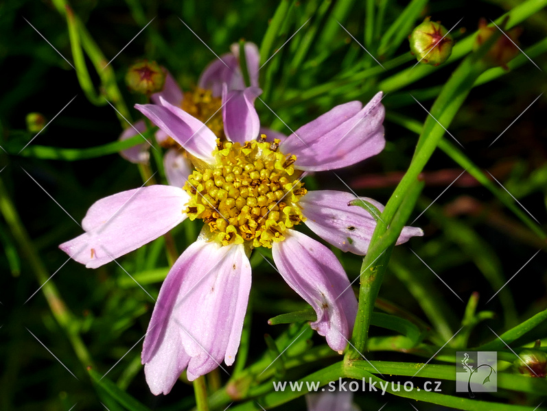 Coreopsis rosea