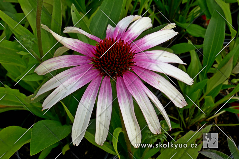 Echinacea purpurea ´Fountain Pink Eye´