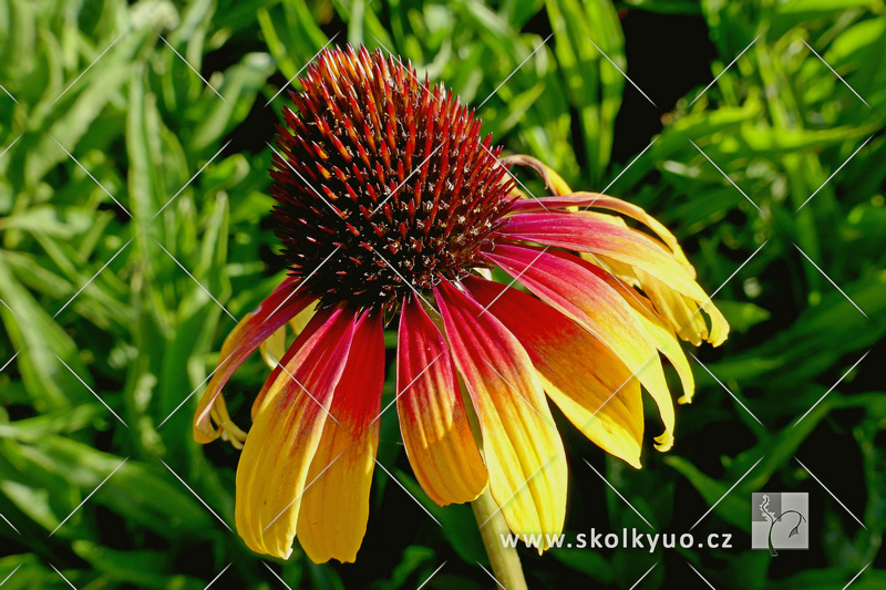 Echinacea ´Parrot´