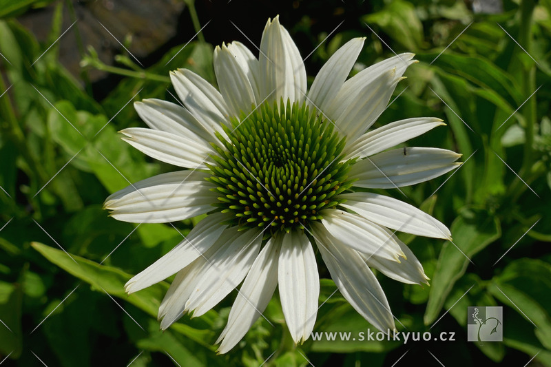 Echinacea ´White Pearl´