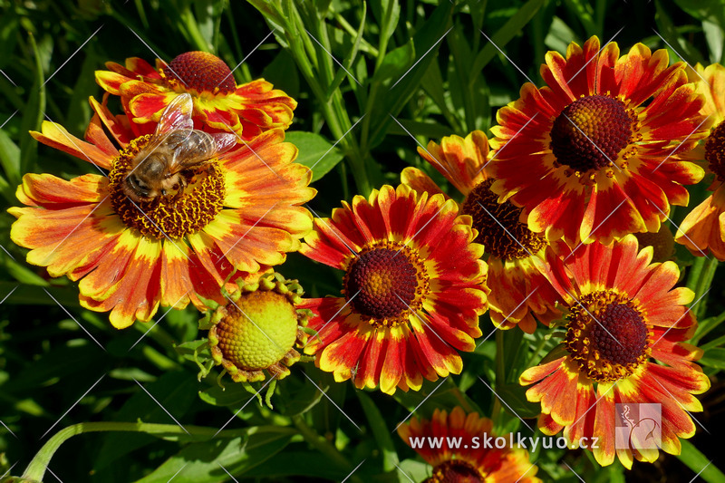 Helenium autumnale ´Fuego´