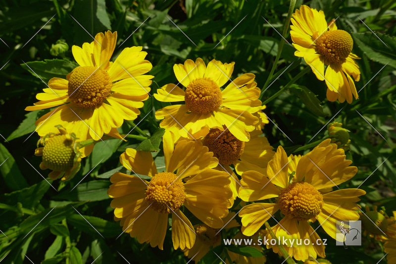 Helenium ´Helena Gold´