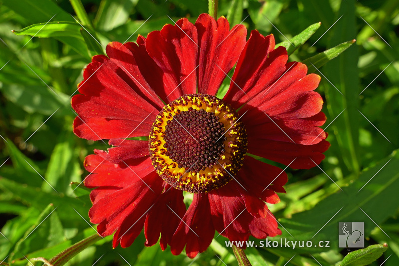 Helenium ´Helena Red Shades´