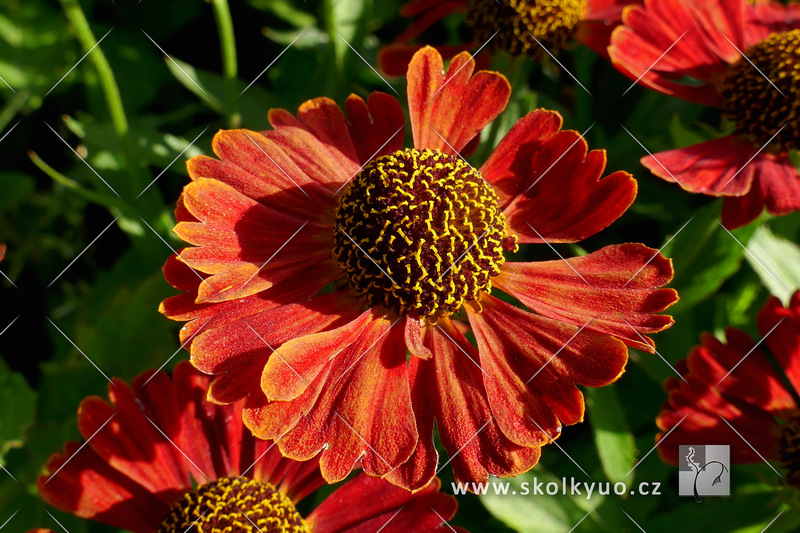 Helenium autumnale ´Mariachi Salsa´