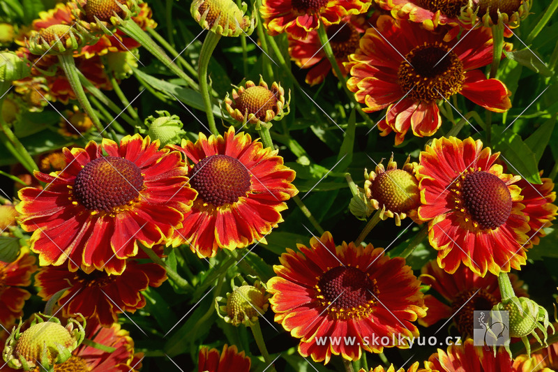 Helenium hybridum ´Bandera´