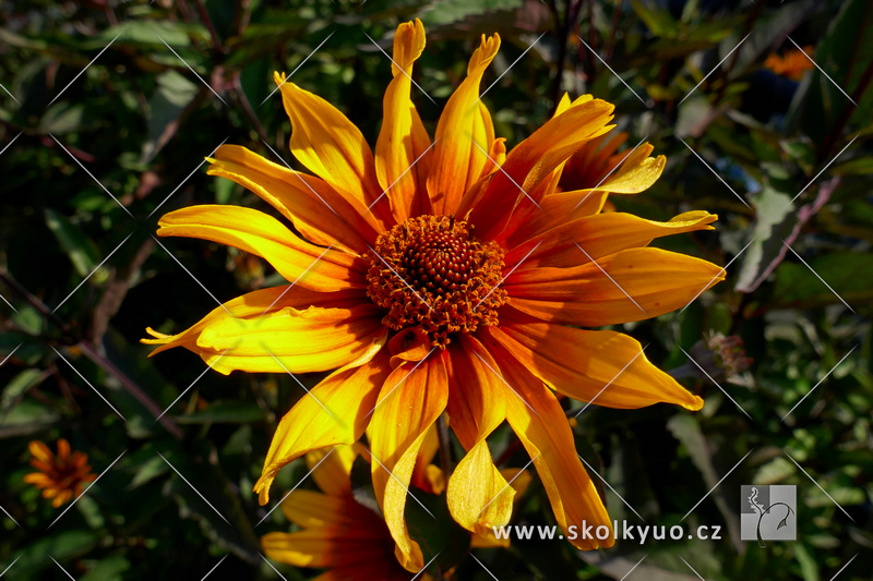 Heliopsis helianthoides var. scabra ´Burning Hearts´