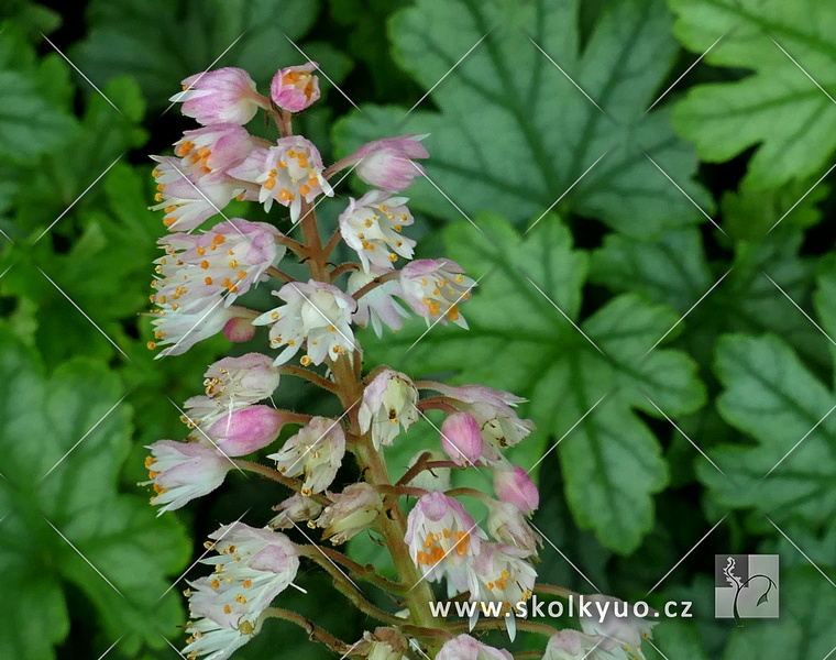 Heucherella ´White Revolution´