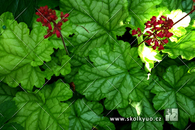 Heuchera ´Tokyo´