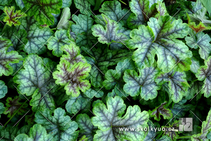 Heucherella ´Tapestry´