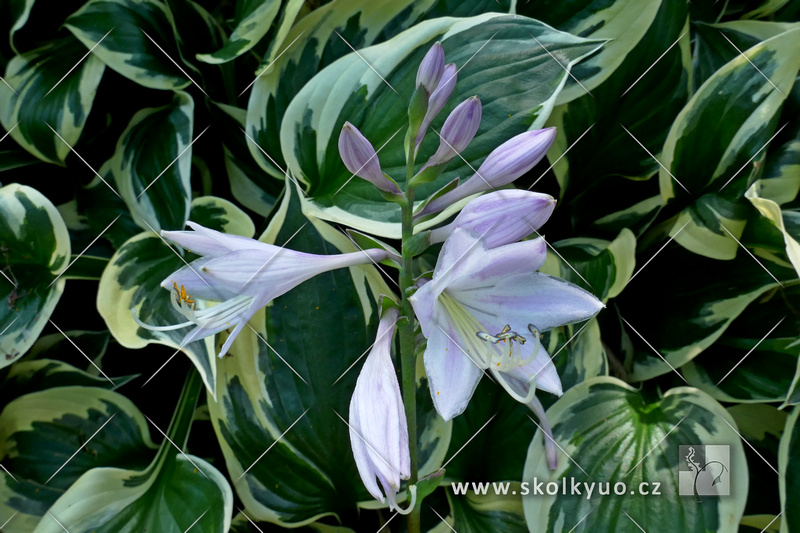 Hosta hybrida ´Minute Man´