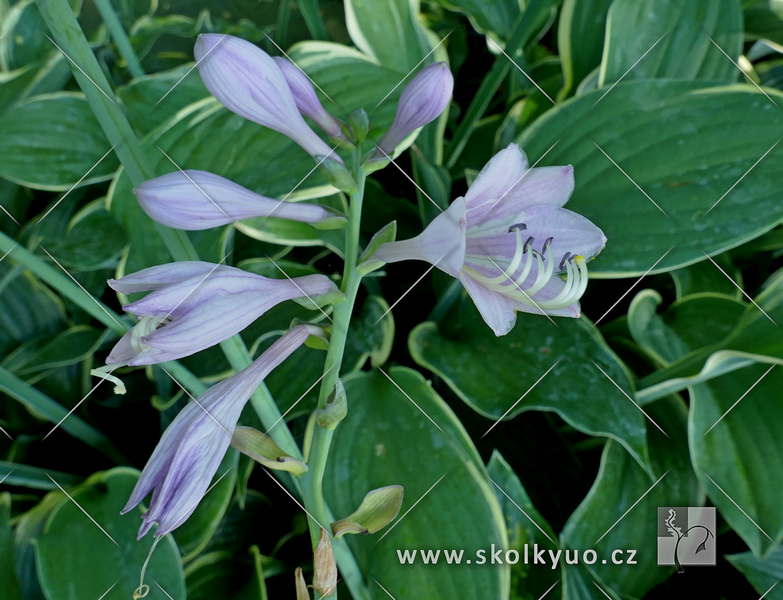 Hosta ´Regal Splendor´