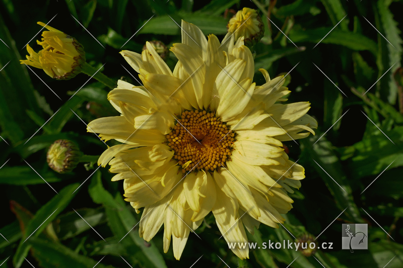 Leucanthemum ´Goldfinch´