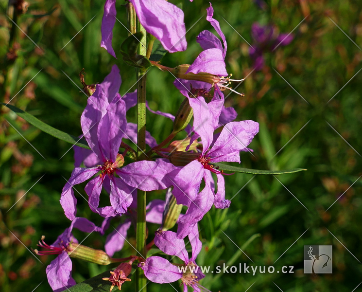 Lythrum virgatum